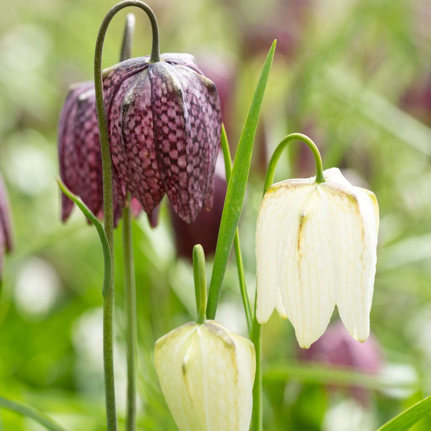 Fritillaire pintade violet/blanc - Meleagris